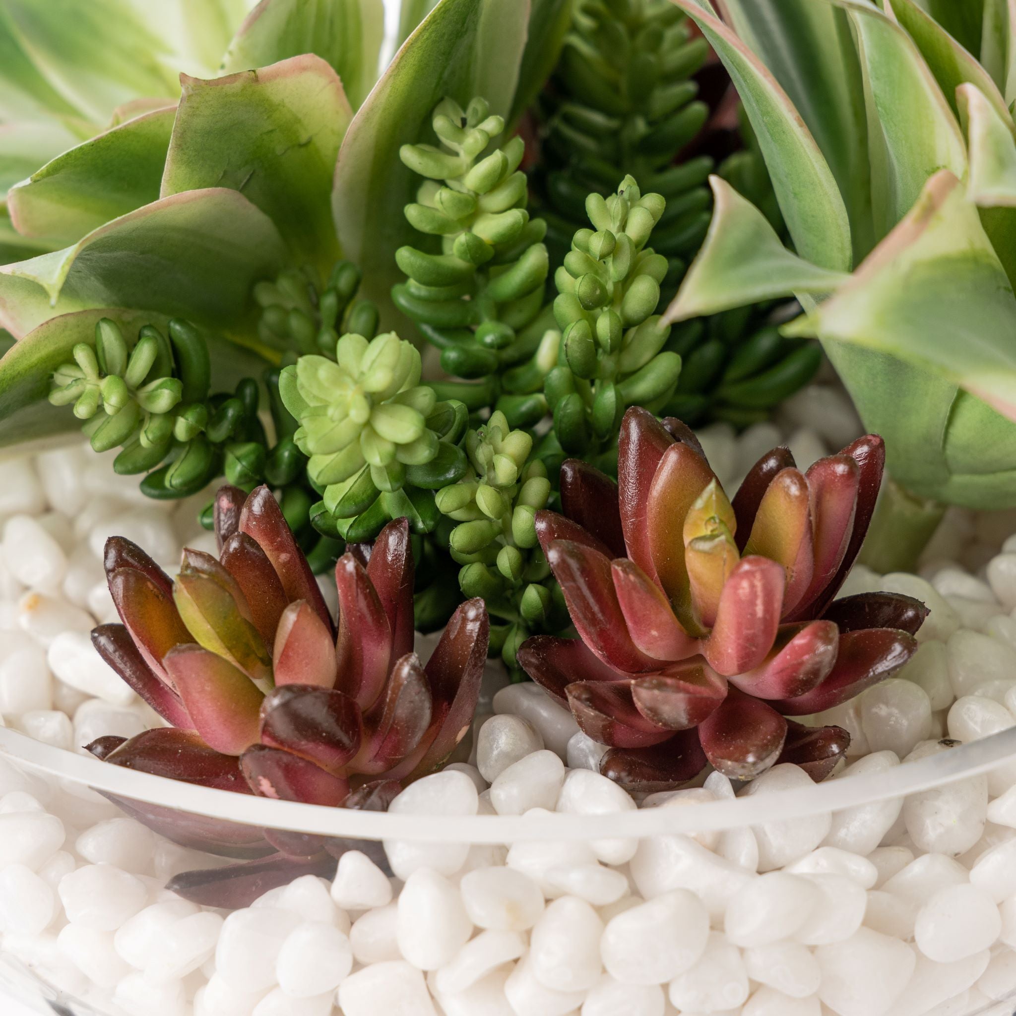 10.25" Sadie Glass Bowl with Succulent Arrangement AR1665