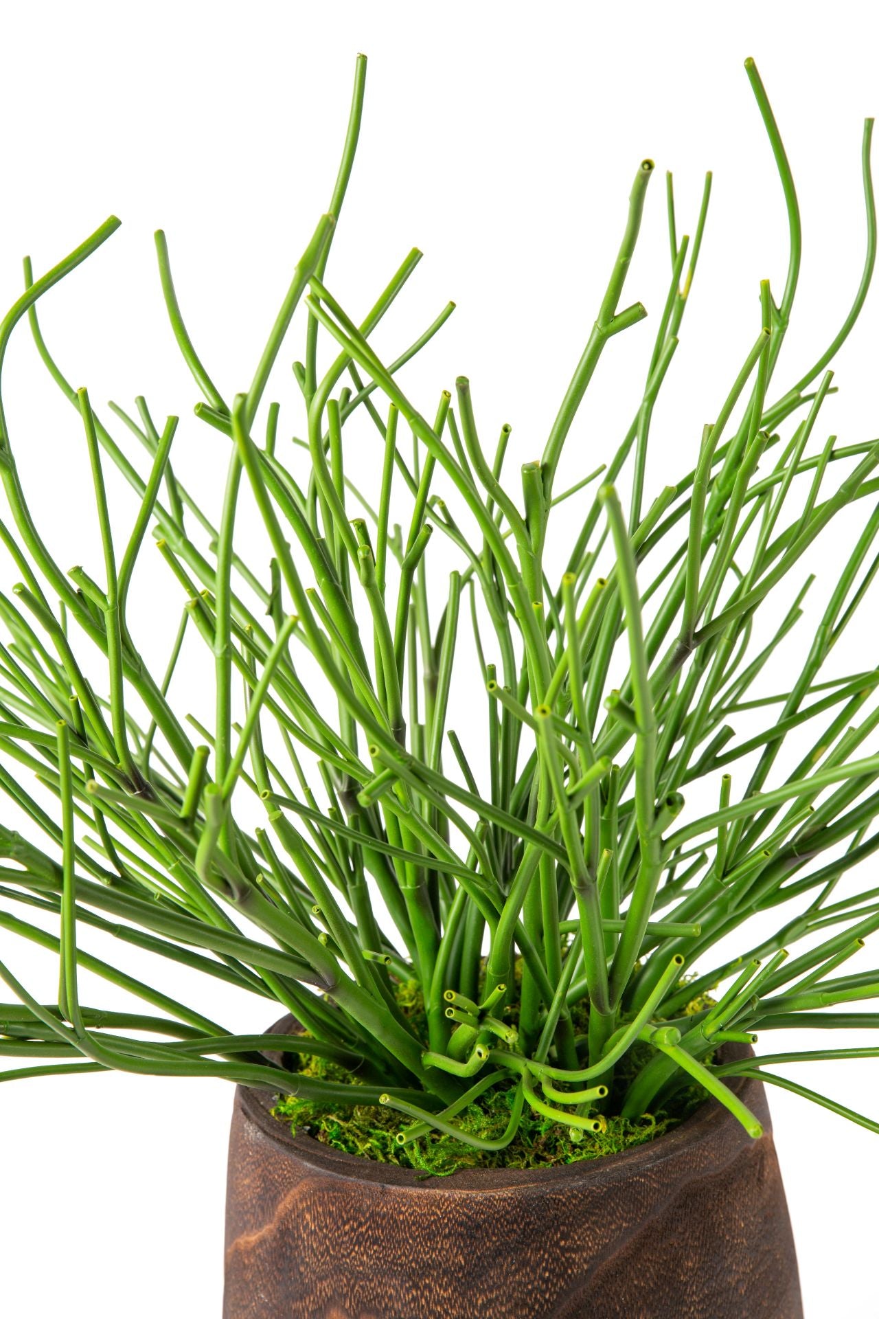 10" Dorian Planter with Pencil Cactus Arrangement AR1144